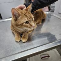 PERRING ANIMAL HOSPITAL ico