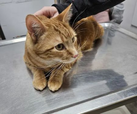 PERRING ANIMAL HOSPITAL