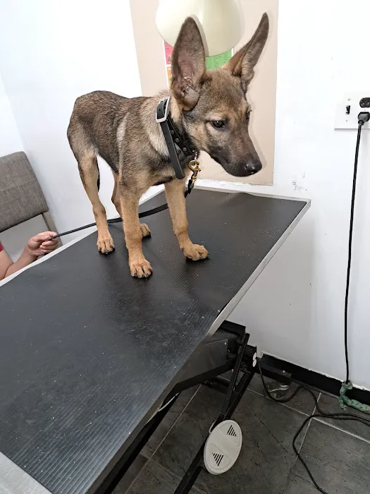 PERRING ANIMAL HOSPITAL Picture 4