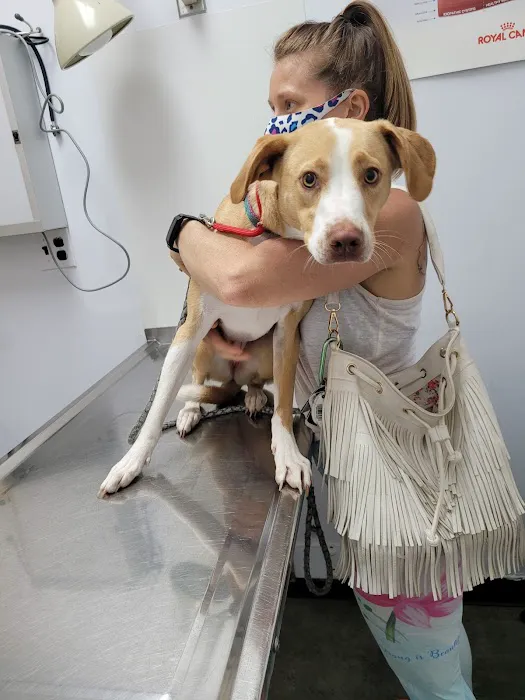 PERRING ANIMAL HOSPITAL Picture 3
