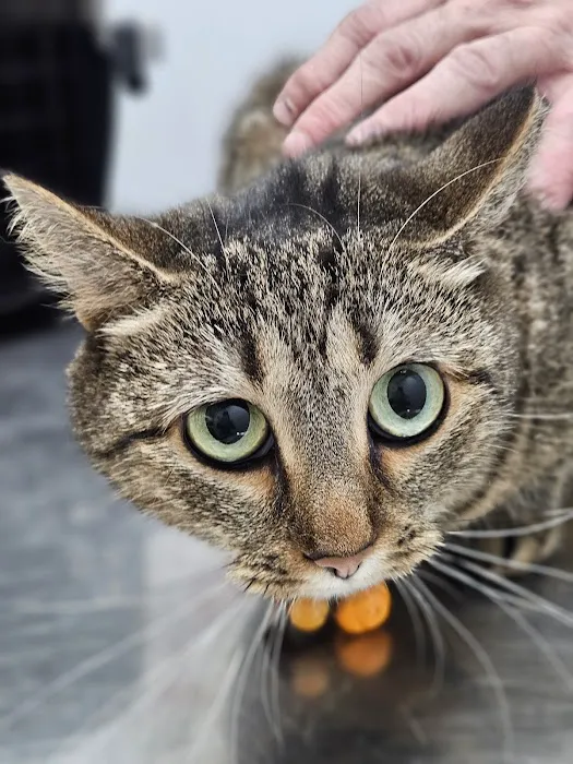 PERRING ANIMAL HOSPITAL Picture 6