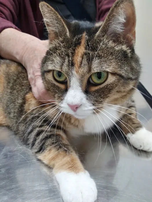 PERRING ANIMAL HOSPITAL Picture 5