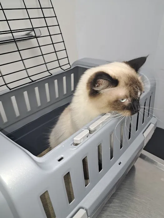 PERRING ANIMAL HOSPITAL Picture 9