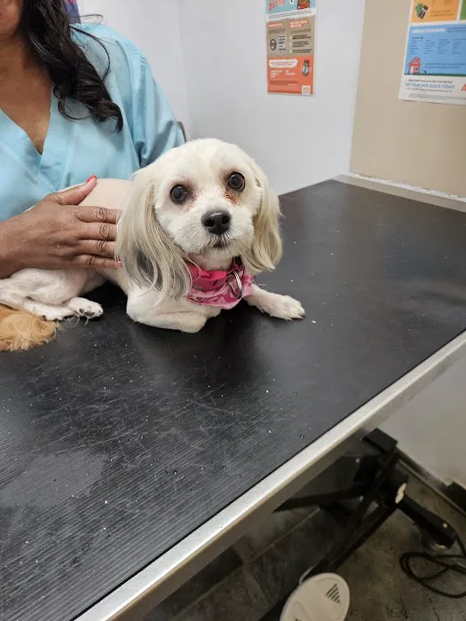 PERRING ANIMAL HOSPITAL Picture 7