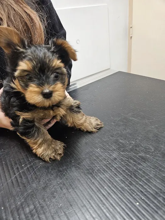 PERRING ANIMAL HOSPITAL Picture 10