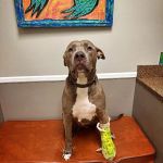 Parkville Animal Hospital