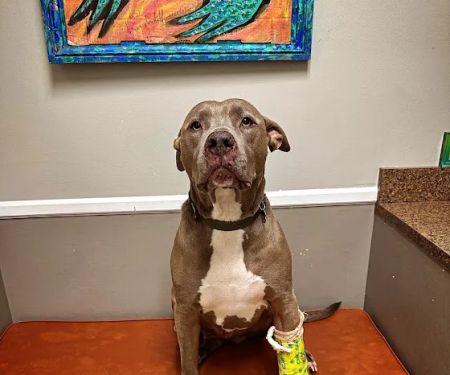 Parkville Animal Hospital