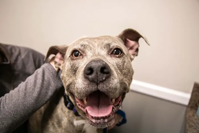 Parkville Animal Hospital Picture 8