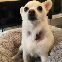 Newberry Animal Health Care Center ico