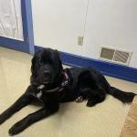Hanover Veterinary Hospital