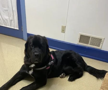 Hanover Veterinary Hospital