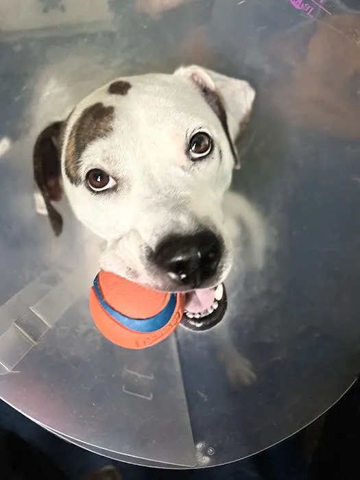 Central Carroll Animal Emergency Picture 1