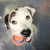 Central Carroll Animal Emergency ico