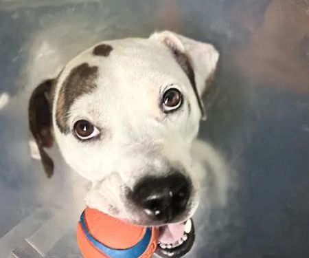 Central Carroll Animal Emergency