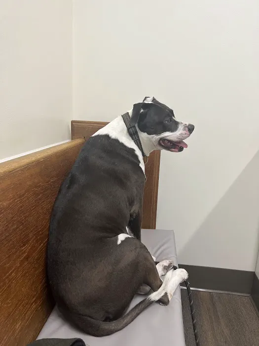 Central Carroll Animal Emergency Picture 7