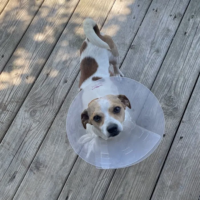 Central Carroll Animal Emergency Picture 9