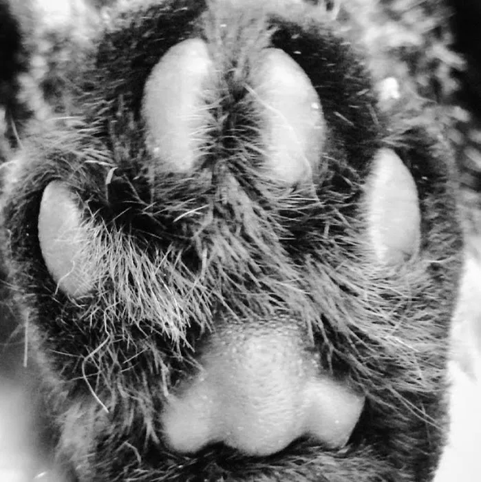 Carroll County Veterinary Clinic Picture 7