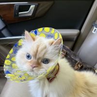 Feathers Scales & Tails Veterinary Hospital ico