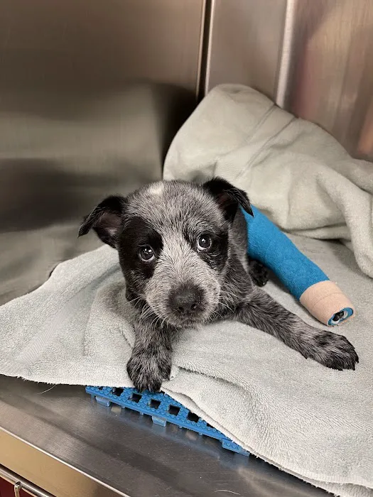 Airpark Animal Hospital Picture 4