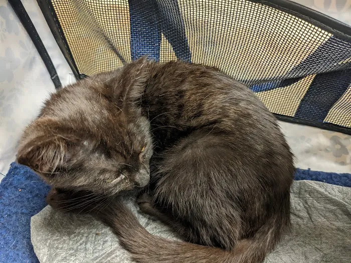 Airpark Animal Hospital Picture 8