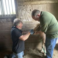 Windsor Veterinary Service Inc. ico