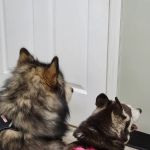 VCA Conewago Animal Hospital