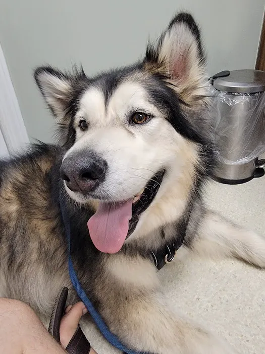 VCA Conewago Animal Hospital Picture 2