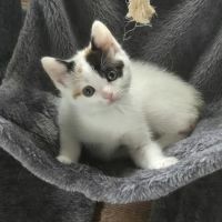 Stony Run Veterinary Center ico