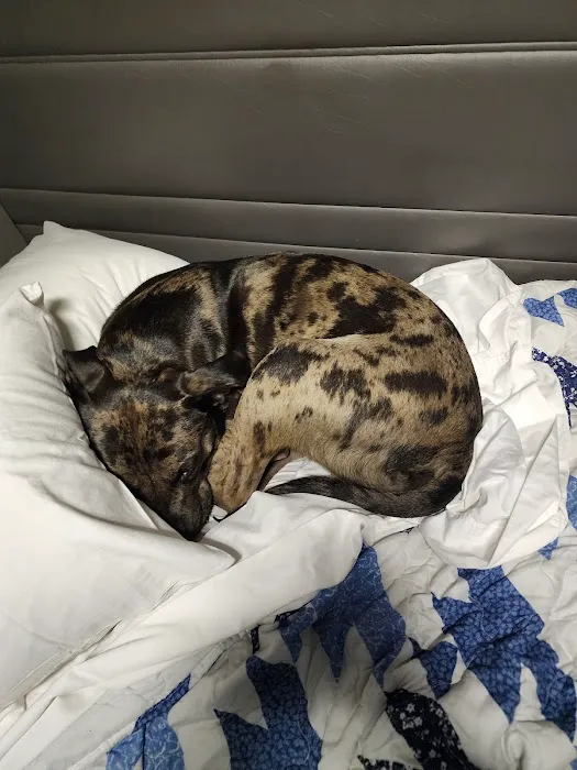 Stony Run Veterinary Center Picture 3