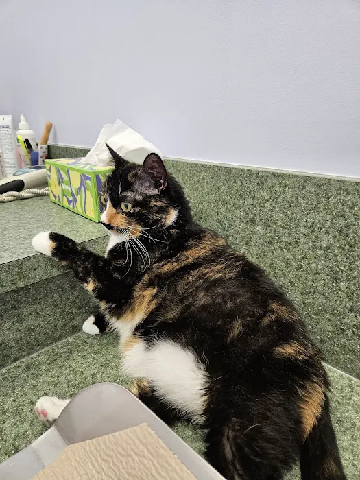 Little Paws Animal Clinic Picture 1