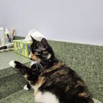 Little Paws Animal Clinic