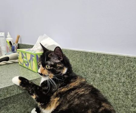 Little Paws Animal Clinic