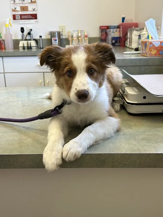 Little Paws Animal Clinic Picture 5