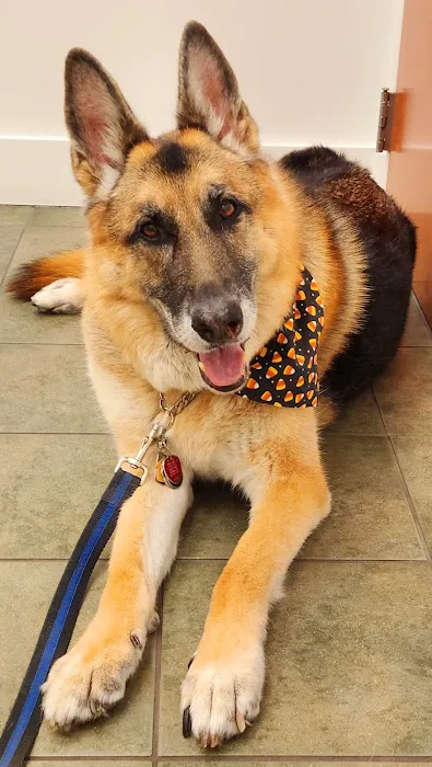 Little Paws Animal Clinic Picture 4