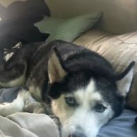 Clearview Animal Hospital ico