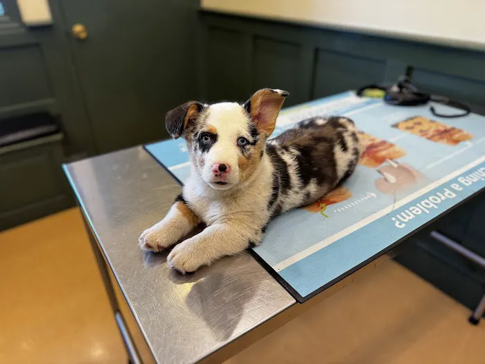 Clearview Animal Hospital Picture 4