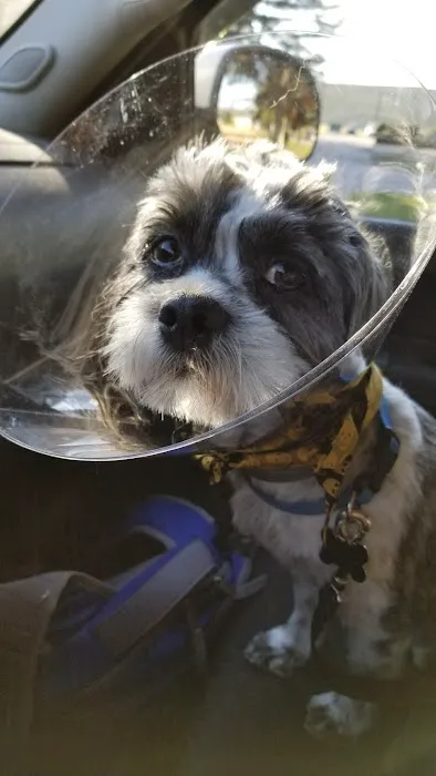 Clearview Animal Hospital Picture 8