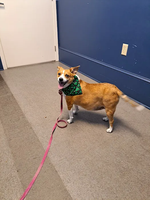 Compassion Animal Hospital LLC Picture 4