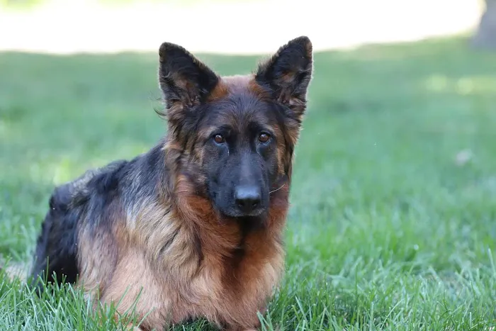 Compassion Animal Hospital LLC Picture 5