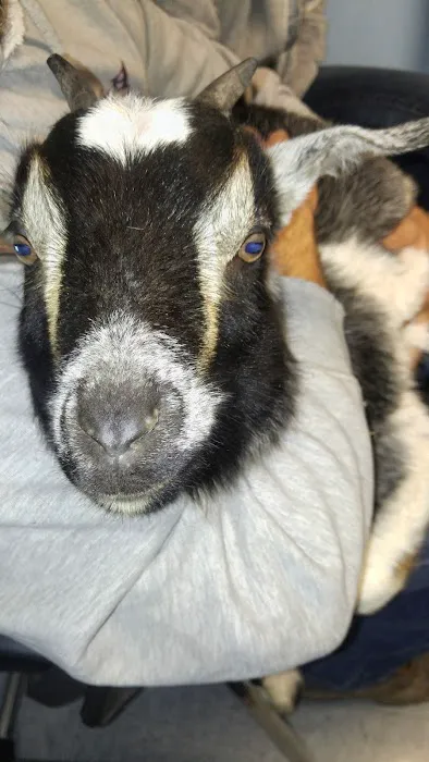 Compassion Animal Hospital LLC Picture 8