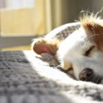 Shiloh Veterinary Hospital - West