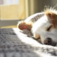Shiloh Veterinary Hospital - West ico