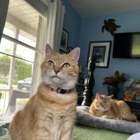 Littlestown Veterinary Hospital ico