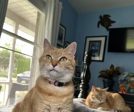 Littlestown Veterinary Hospital