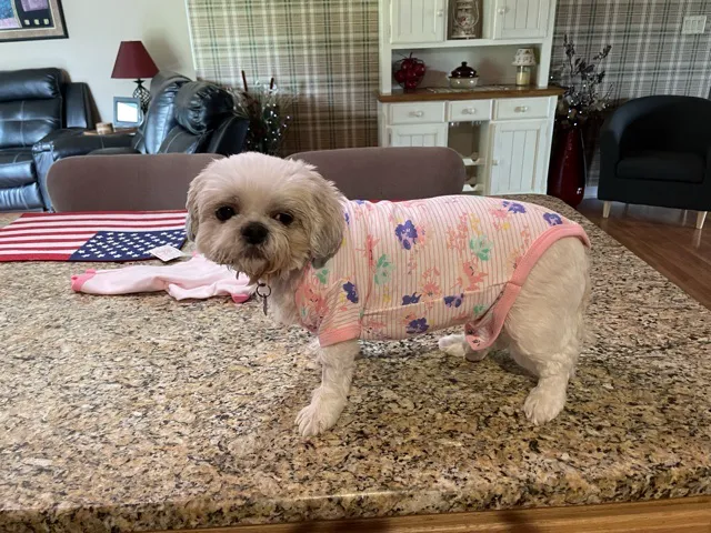 Littlestown Veterinary Hospital Picture 3