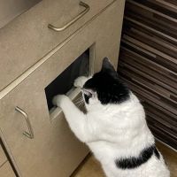 The Village Vet ico