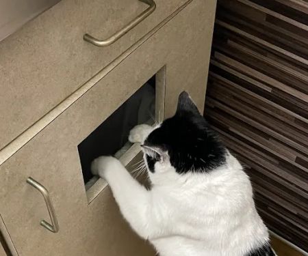 The Village Vet