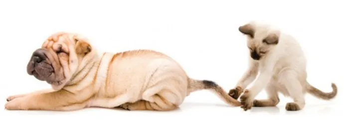 The Village Vet Picture 9