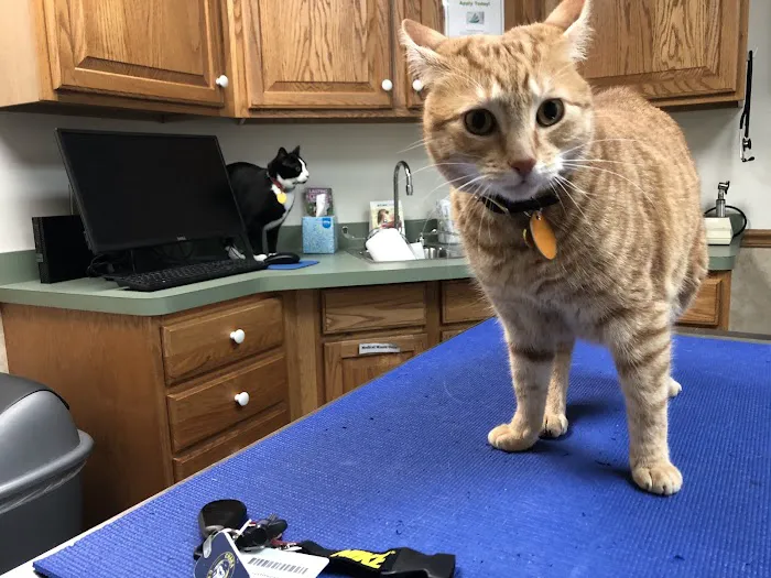 Colonial Park Animal Clinic Picture 8