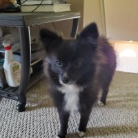 Susquehanna Valley Veterinary Clinic ico
